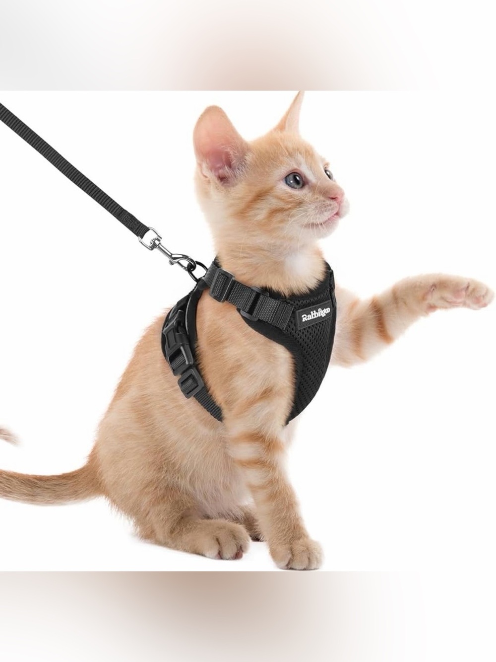 NWOT BLACK CAT HARNESS SIZE XXS